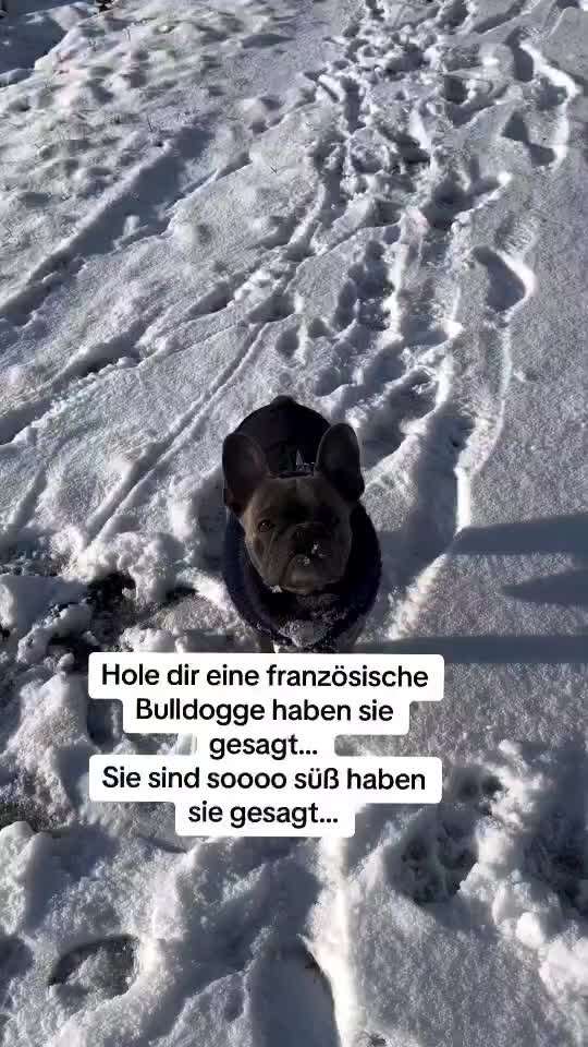 Brachycephale Hunderassen-Beitrag-Bild