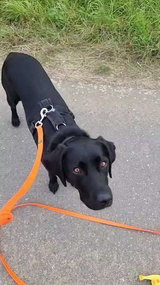 Dogorama Blog Challenge: Hundetricks-Beitrag-Bild