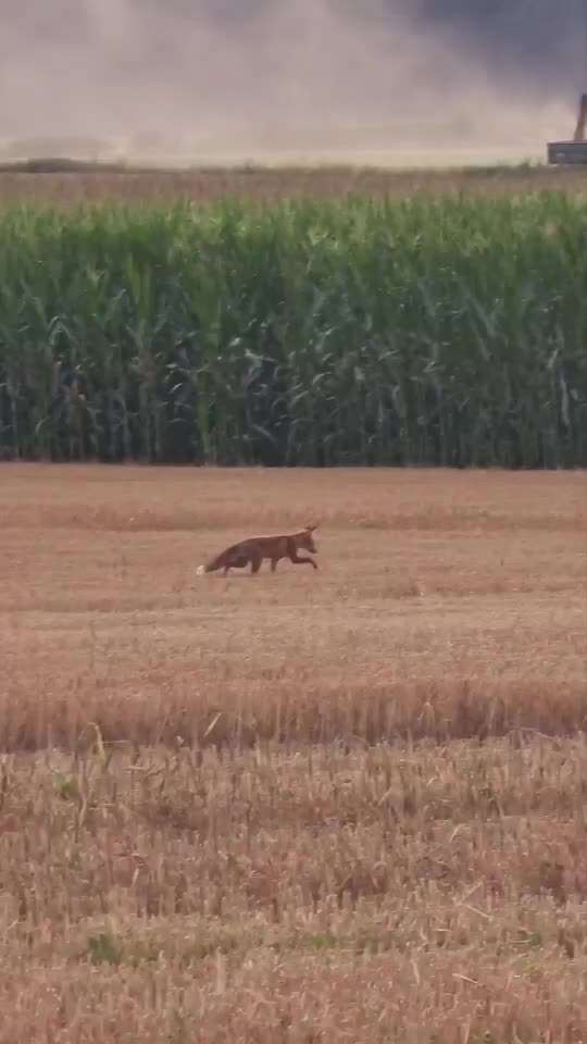 Die wunderschöne Welt mit Hund.-Beitrag-Bild