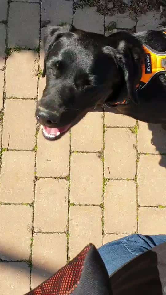 Hundekontakt an der Leine?-Beitrag-Bild