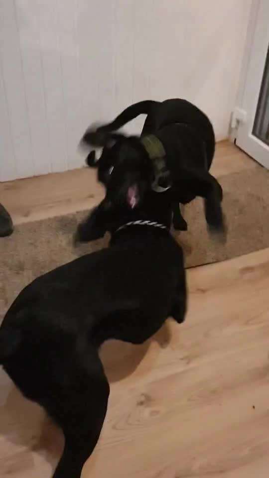 Kommentkampf unter Rüden-Beitrag-Bild