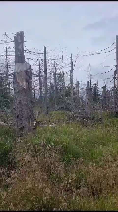 Wild & Hund- Was sollte ich beachten?-Beitrag-Bild