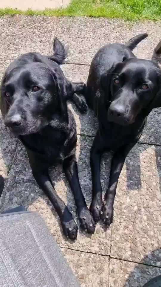 19. Video Challenge  "urkomische Hunde zum Brüllen lustig"-Beitrag-Bild