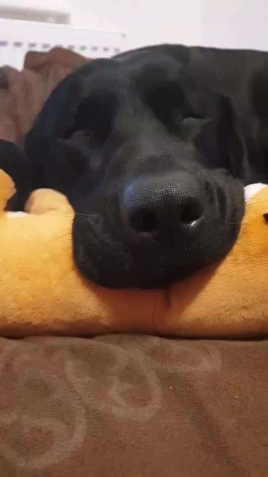 Welpe im Schlaf zuckt-Beitrag-Bild