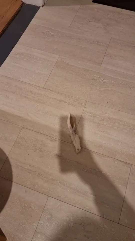 🐾 Gedanken zur Hundeernährung – braucht es wirklich so viel Zusatz?-Beitrag-Bild