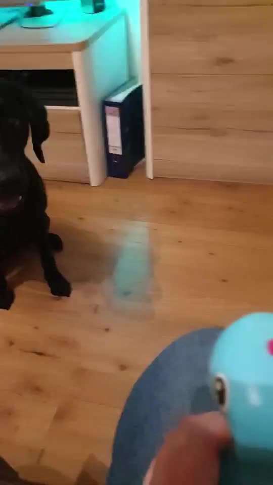 Zeigt hier Euer liebstes Video Eurer Hunde-Beitrag-Bild