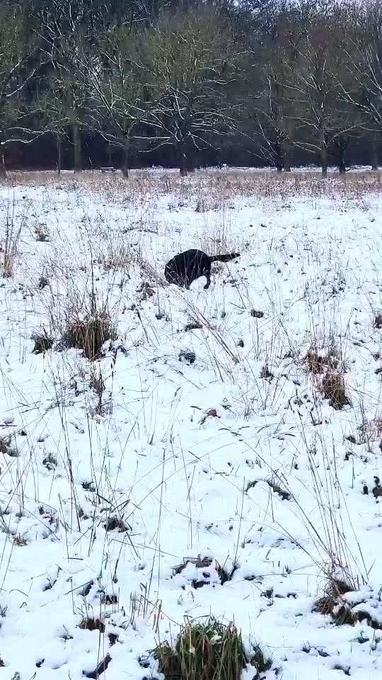 HANDY VIDEO CHALLENGE NR. 35:  Schnüffel/Suchspiele-Beitrag-Bild