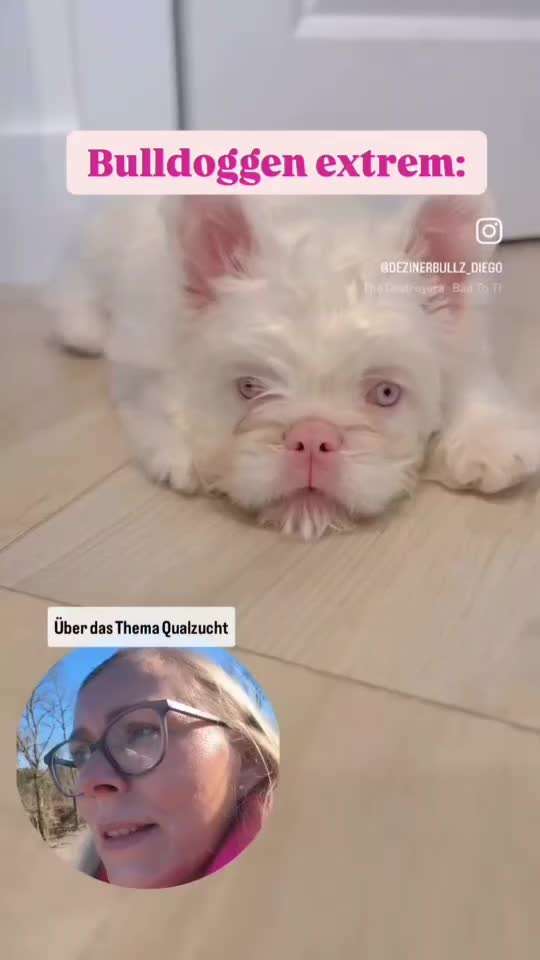 Das geht doch zu weit, oder?! 😱 HAIRLESS / HIPPO BULLYS-Beitrag-Bild