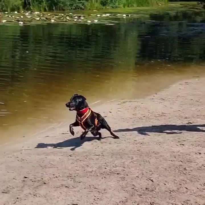 Hundeurlaub In Deutschland-Beitrag-Bild