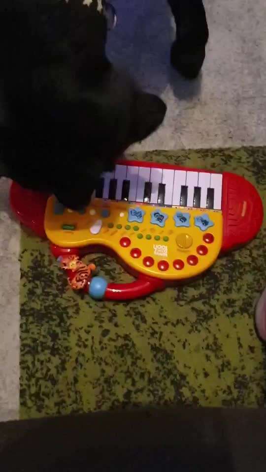 Zeigt hier Euer liebstes Video Eurer Hunde-Beitrag-Bild