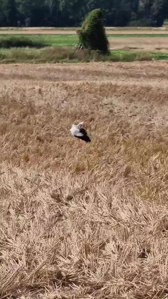 Die wunderschöne Welt mit Hund.-Beitrag-Bild