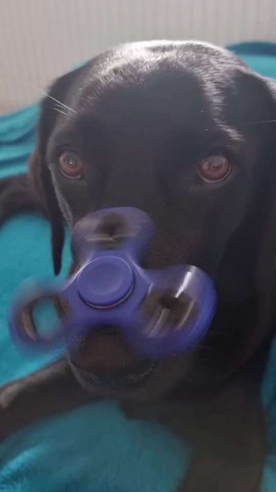 41. Handy Video Challenge-Beitrag-Bild