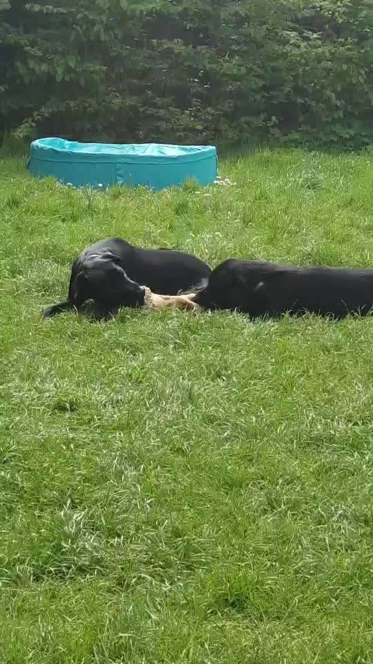 Fotosammlung: ,,Der natürliche Hund" Unbearbeitet, ungestellt und in Natura-Beitrag-Bild