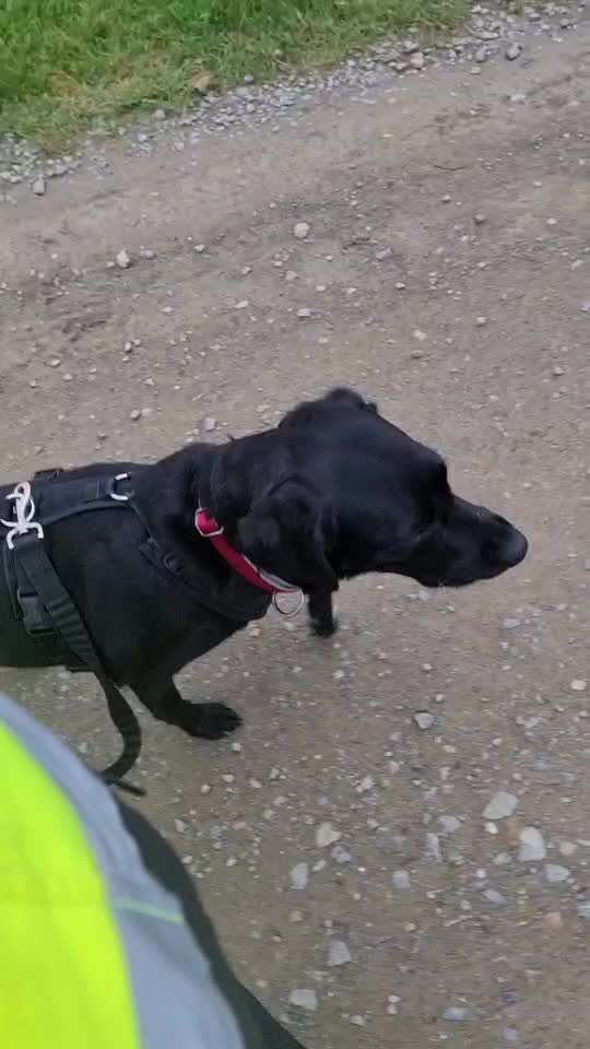 Erfahrungen mit der Flexi Giant-Beitrag-Bild