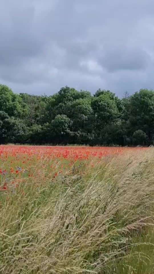 Die wunderschöne Welt mit Hund.-Beitrag-Bild