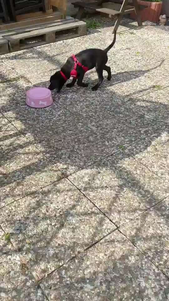 Zeigt hier Euer liebstes Video Eurer Hunde-Beitrag-Bild