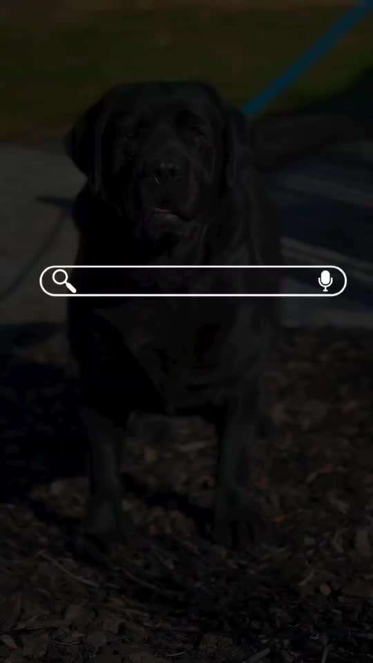 Qualzucht - Warum Aufklärung alleine nicht reicht-Beitrag-Bild