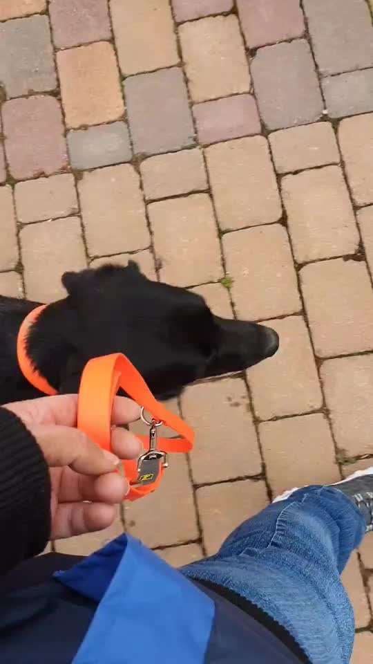 Qualitativ hochwertige Leine 3 - 5 m gesucht-Beitrag-Bild