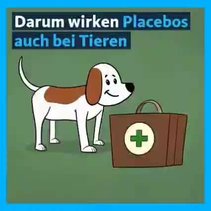 Hormeel SNT Tropfen bei Scheinträchtigkeit-Beitrag-Bild