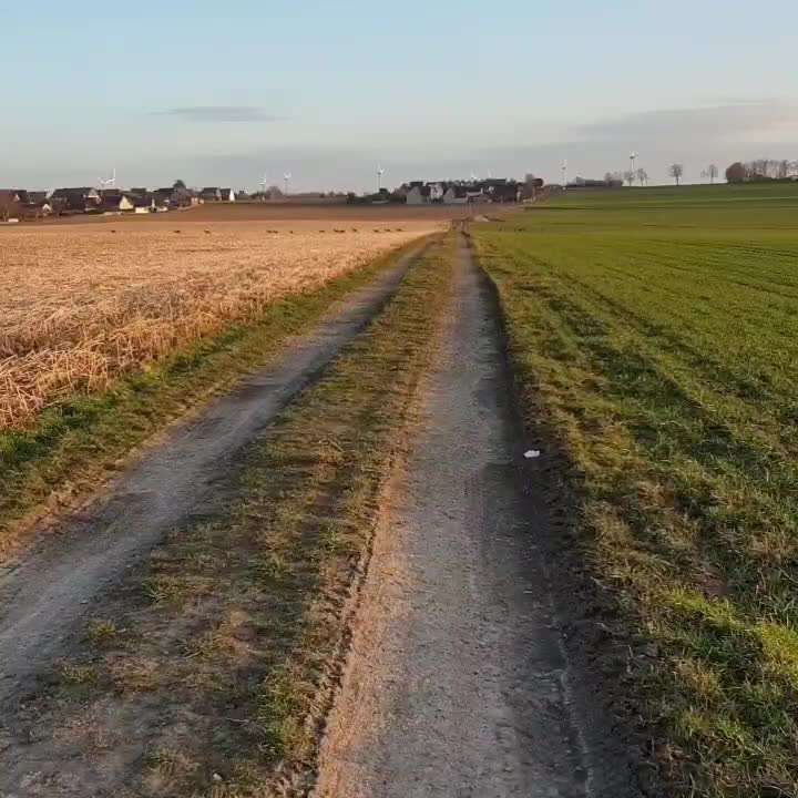 Wild & Hund- Was sollte ich beachten?-Beitrag-Bild