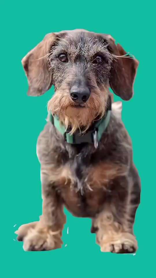 Diskussion zum neuen Entwurf des Tierschutzgesetzes....-Beitrag-Bild