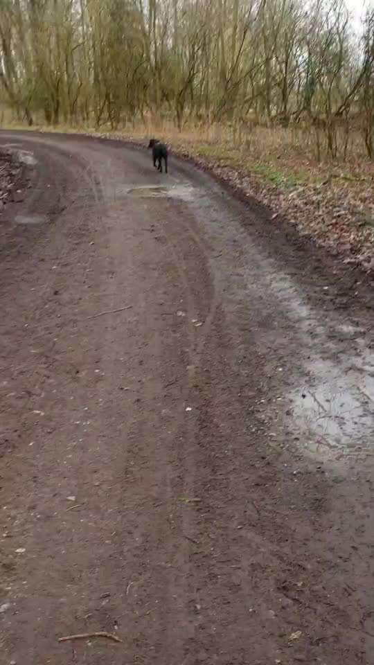 Wie trainiert ihr den Rückruf?-Beitrag-Bild