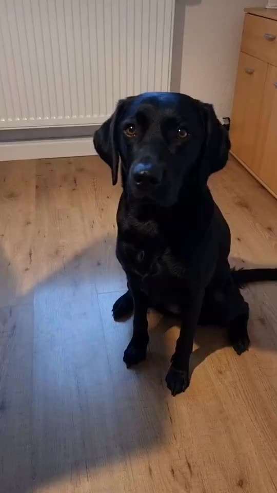 Hobby Dogging?!-Beitrag-Bild