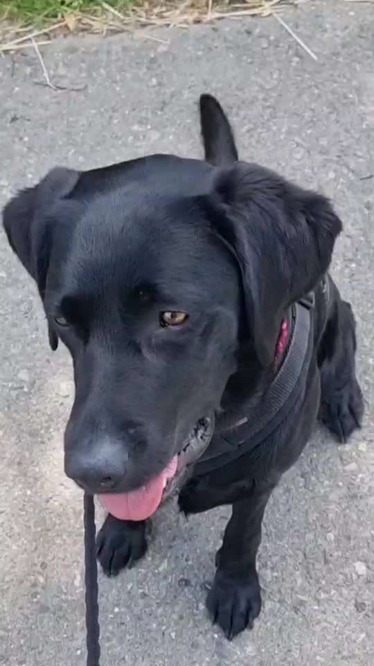 Fake News in der Hundewelt-Beitrag-Bild