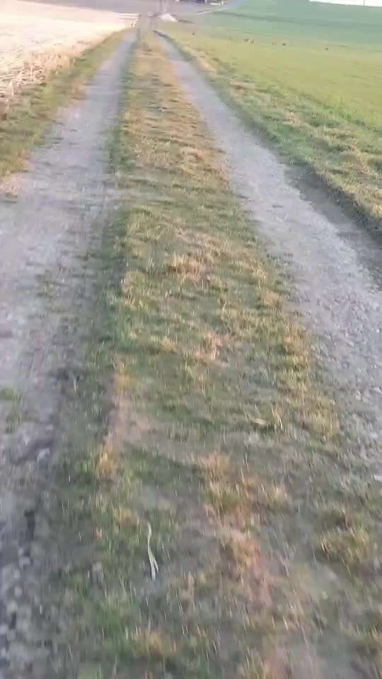 Jagdhundeausbildung an lebenden Enten – notwendig oder unethisch? 🐾-Beitrag-Bild