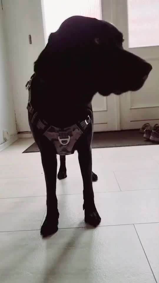 Wieviel Geschirre und Leinen habt Ihr?-Beitrag-Bild