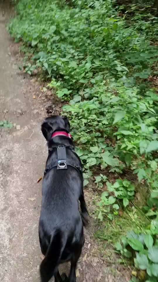 Wie trainiert ihr den Rückruf?-Beitrag-Bild