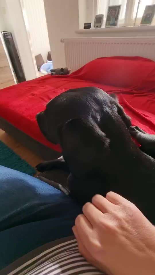 Erstesmal läufig Erfahrungen-Beitrag-Bild