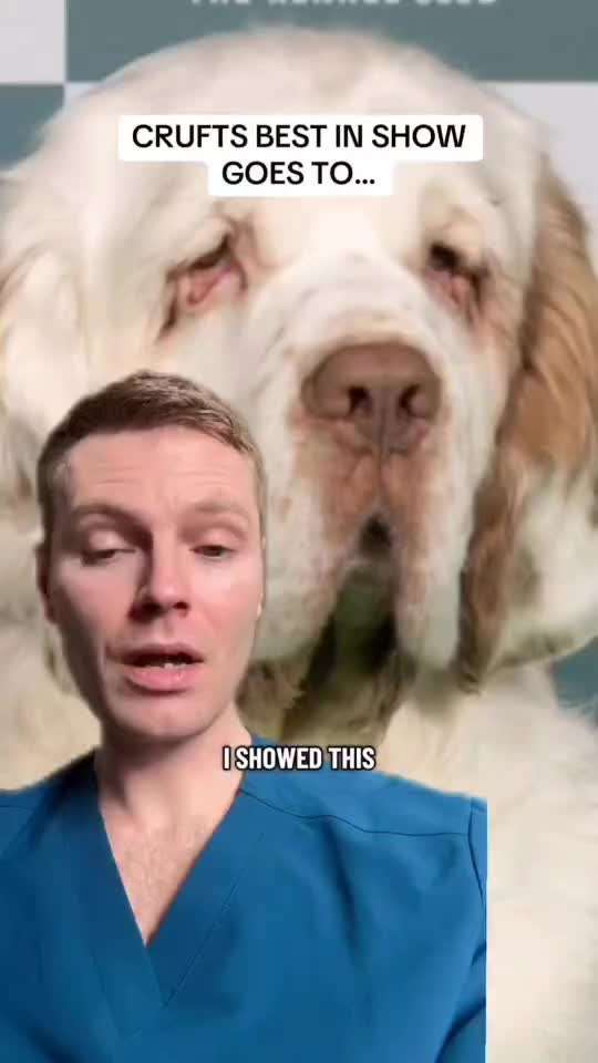 Qualzucht - Warum Aufklärung alleine nicht reicht-Beitrag-Bild