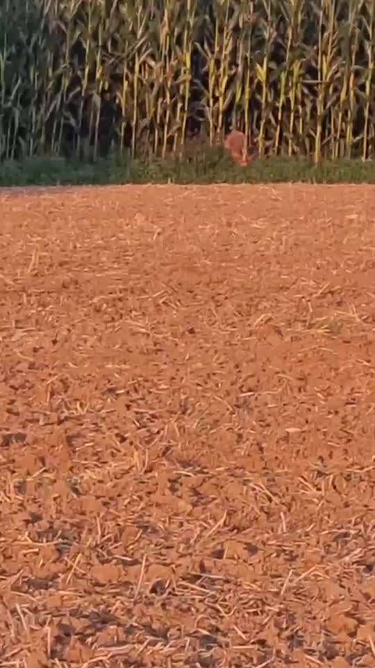 Die wunderschöne Welt mit Hund.-Beitrag-Bild