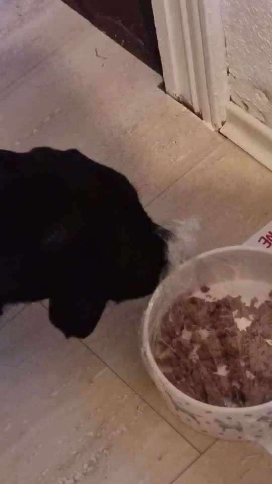 Zeigt hier Euer liebstes Video Eurer Hunde-Beitrag-Bild