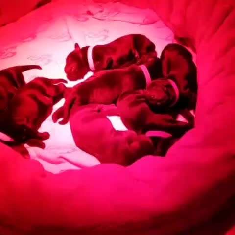 ...zeigt her das allererste Video das ihr von eurem Hund habt...-Beitrag-Bild