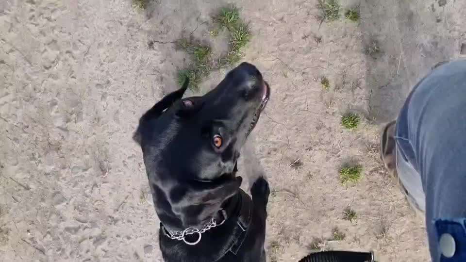 Training mit der Flexileine-Beitrag-Bild