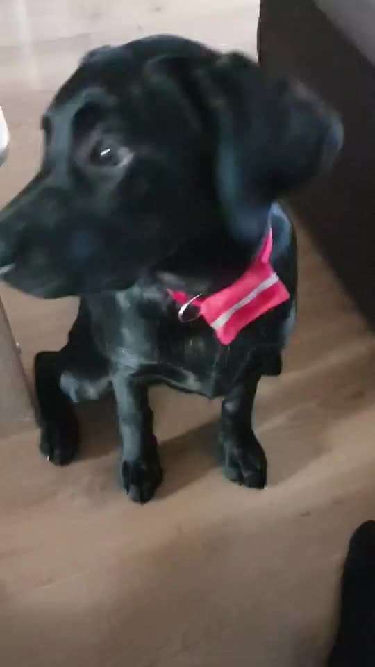 Dogorama Blog: Die einfachsten Hundetricks für deinen Vierbeiner-Beitrag-Bild