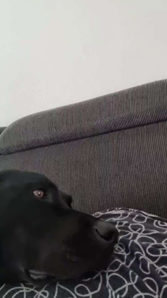 Vertrauen zwischen Hund und Halter-Beitrag-Bild