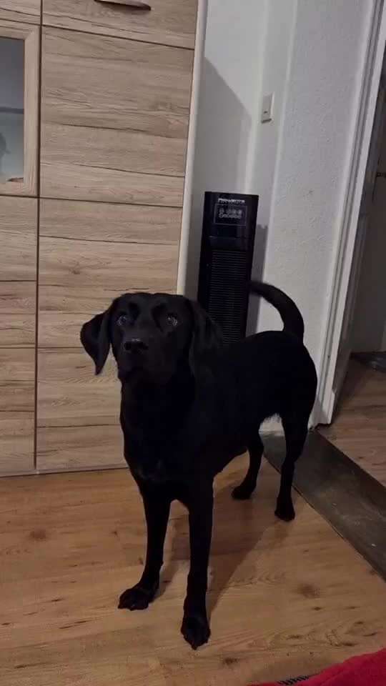 Tipps, Tricks, Klatsch und Tratsch über den Labrador-Beitrag-Bild