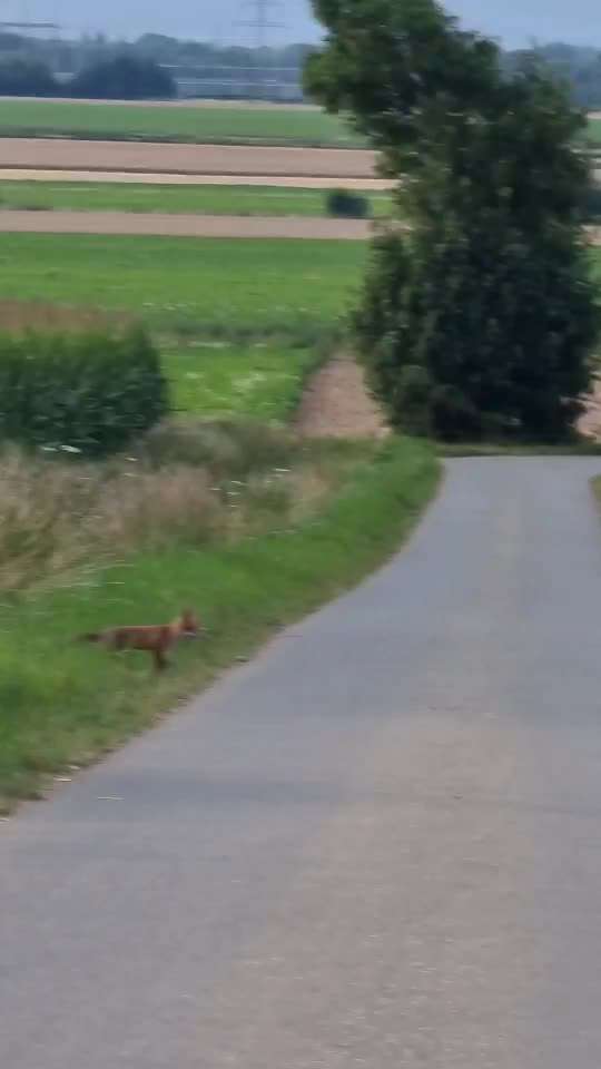 Die wunderschöne Welt mit Hund.-Beitrag-Bild
