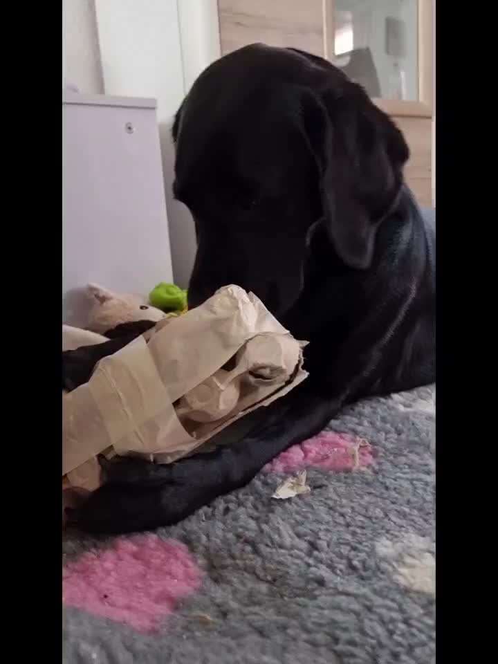 Tipps, Tricks, Klatsch und Tratsch über den Labrador-Beitrag-Bild