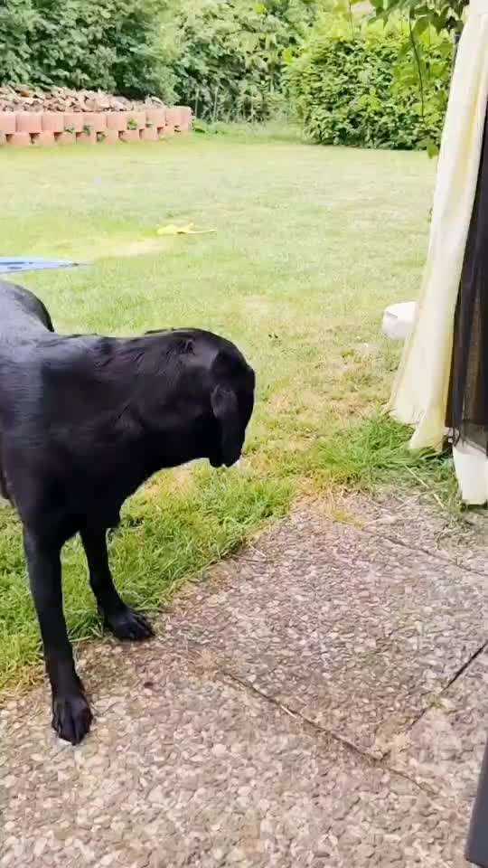 74. Trick-Übung "Leckerli schnappen"-Beitrag-Bild