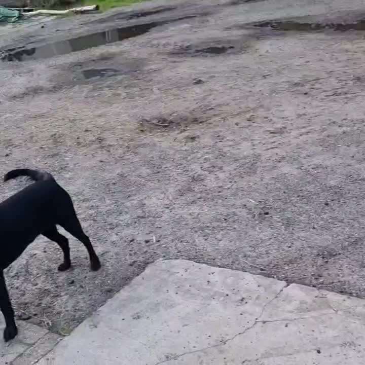 Problem mit Katzen-Beitrag-Bild