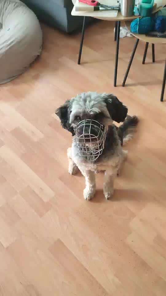 Wie sitzt mein Maulkorb / Maulkorb-Beratung-Beitrag-Bild