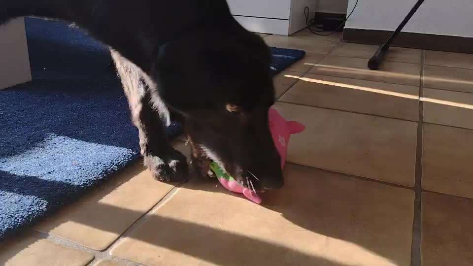 Der Lieblingsplüschi eures Vierbeiners-Beitrag-Bild