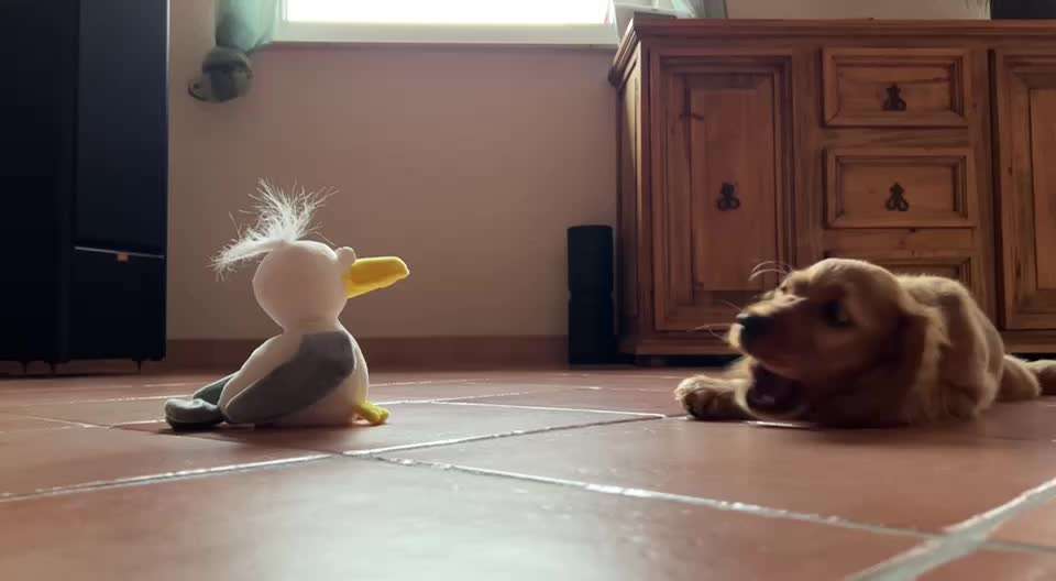 17. Video Challenge - Mein Hund mit einem für ihn komischen Gegenstand.-Beitrag-Bild