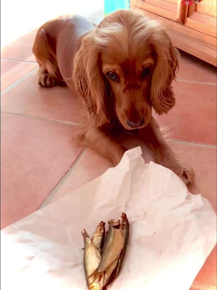 Video Challenge Nr.14 - Bettelnde Hunde-Beitrag-Bild