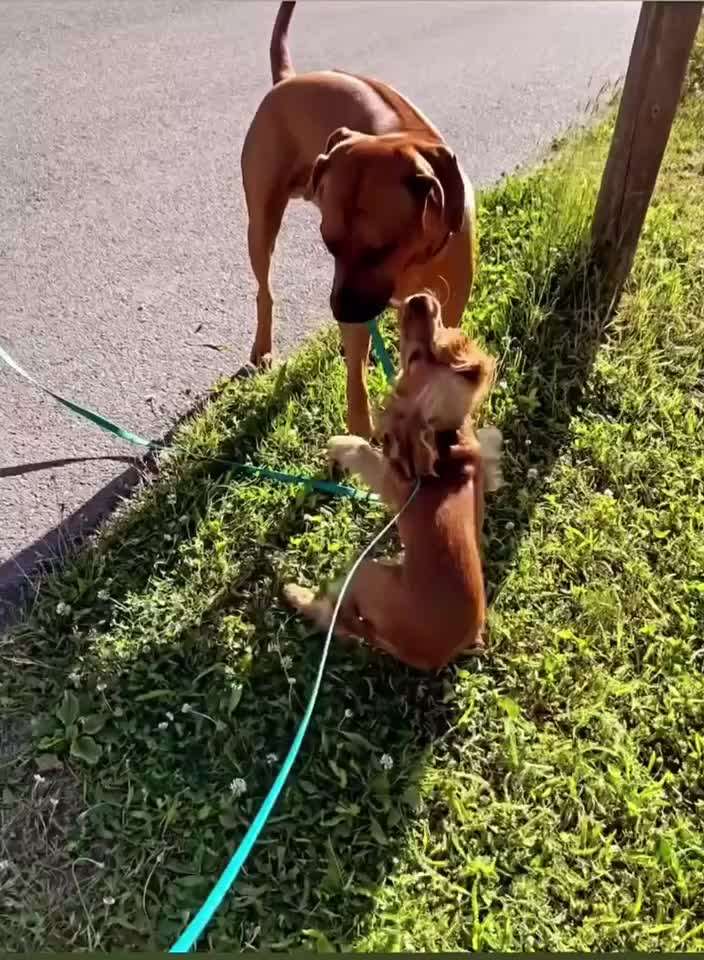 Handyvideochallenge Nr. 26 Gross und Klein-Beitrag-Bild