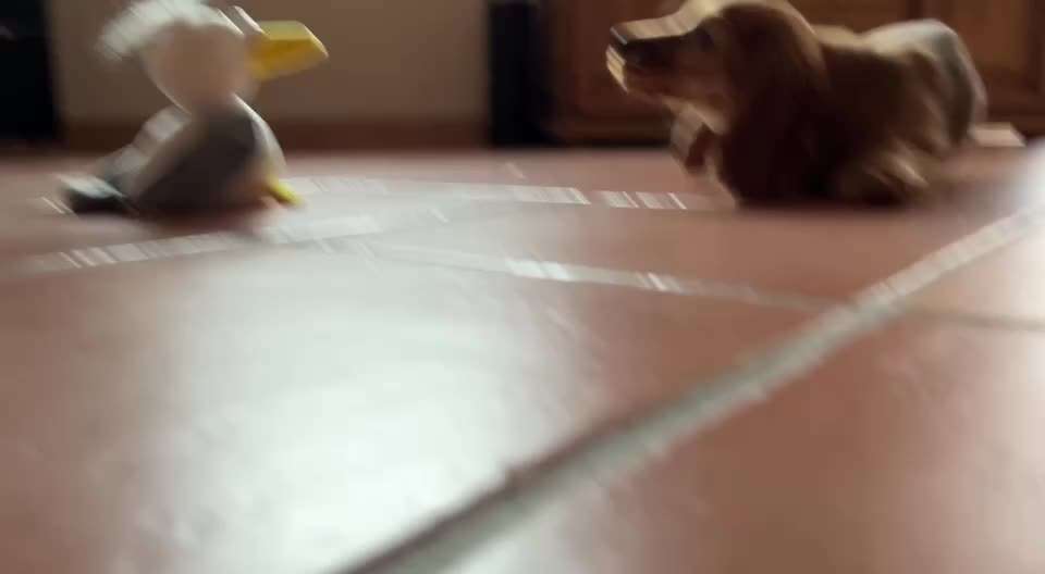 19. Video Challenge  "urkomische Hunde zum Brüllen lustig"-Beitrag-Bild